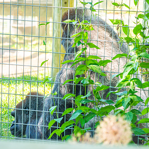 Ngozi (left) & Charles (right) the Western Lowland Gorilla couples