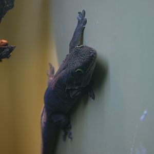 Standing's day gecko