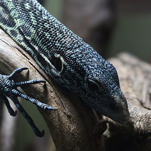 Blue-spotted tree monitor