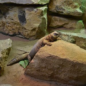 Lepiten's spiny-tailed lizard