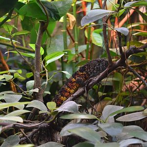 Chinese crocodile lizard