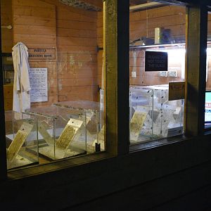 View of Partula snails