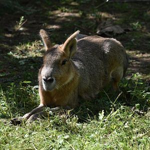 Patagonian mara