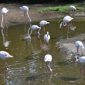 Greater flamingos