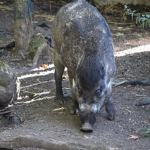 Visayan warty pig