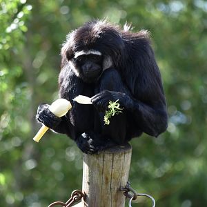Agile gibbon