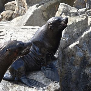 South American fur seals