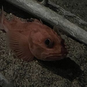 Short spine thornyhead