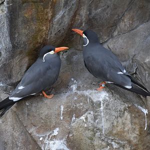 Inca terns