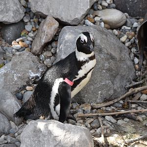 African penguin