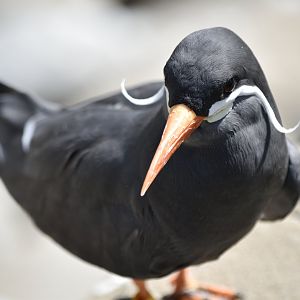 Inca tern