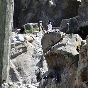View of Inca tern and African penguin enclosure