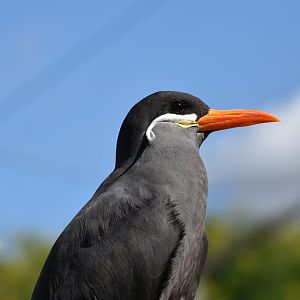 Inca tern