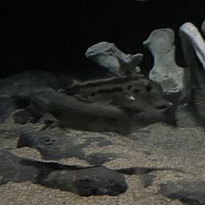 Elephant fish and sable fish