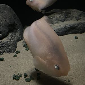 Salmon snailfish