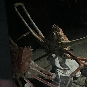 Giant spider crabs