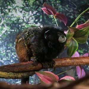 Andean Saddleback Tamarin (Leontocebus leucogenys) "Stinky"