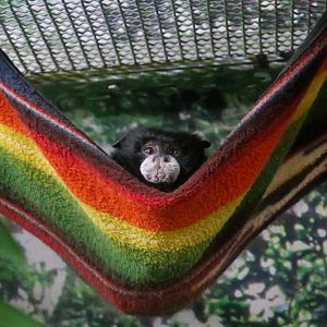 Andean Saddleback Tamarin (Leontocebus leucogenys) "Stinky"