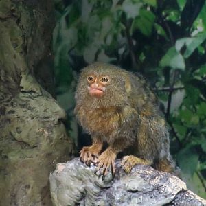 Pygmy Marmoset (Cebuella sp.) "Pacal"