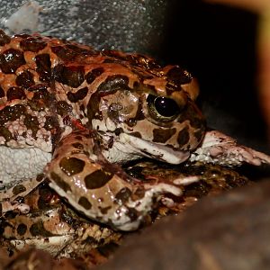 Square-Marked Toad (Sclerophrys regularis)