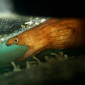 Viper Moray (Enchelycore nigricans)
