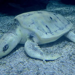 Kemp's Ridley (Lepidochelys kempii)