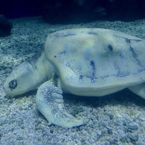Kemp's Ridley (Lepidochelys kempii)