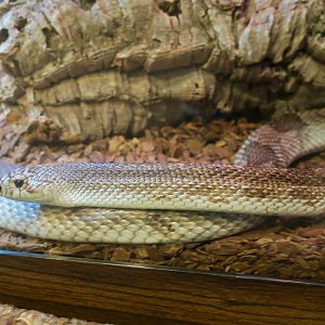 Florida Pine Snake (Pituophis melanoleucus mugitus)