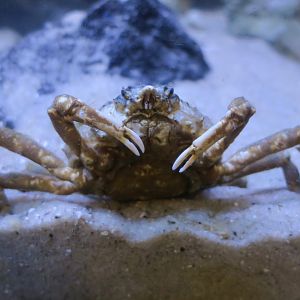 Portly Spider Crab (Libinia emarginata)