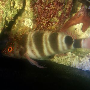 Redspotted Hawkfish (Amblycirrhitus pinos)