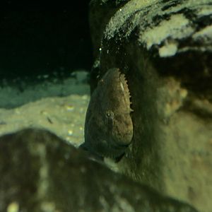 Skilletfish (Gobiesox strumosus)