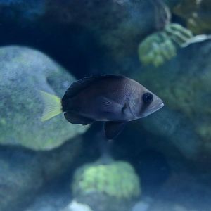 Yellowtail Hamlet (Hypoplectrus chlorurus)