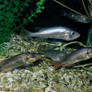 Haplochromis argens and Haplochromis piceatus
