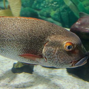 Giant Sweetlips (Plectorhinchus albovittatus)