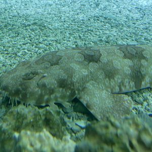 Spotted Wobbegong (Orectolobus maculatus)