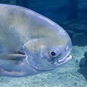 Permit (Trachinotus falcatus)