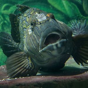 Giant Hawkfish (Cirrhitus rivulatus)