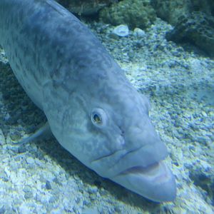 Gag Grouper (Mycteroperca microlepis)