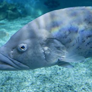 Gag Grouper (Mycteroperca microlepis)