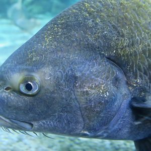 Black Drum (Pogonias cromis)