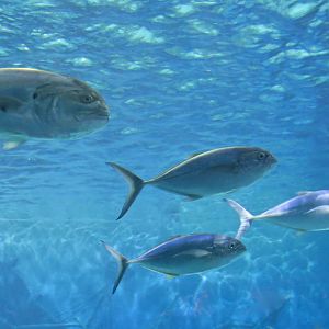 Crevalle Jack (Caranx hippos) and Blue Runners (Caranx crysos)