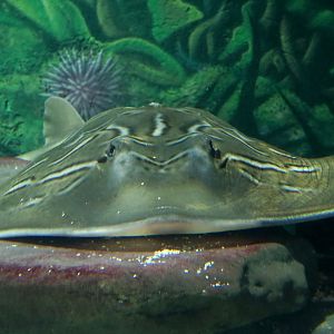 Eastern Fiddler Ray (Trygonorrhina fasciata)