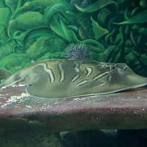 Eastern Fiddler Ray (Trygonorrhina fasciata)