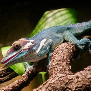 Smallwood's Anole (Anolis smallwoodi)