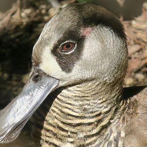 Pink-Eared Duck (Malacorynchus membranaceus)