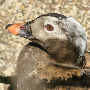 Long-Tailed Duck (Clangula hyemalis)