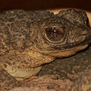 Puerto Rican Crested Toad (Peltophryne lemur)