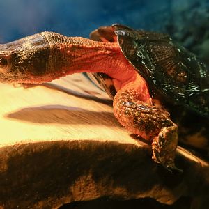 Wood Turtle (Glyptemys insculpta)