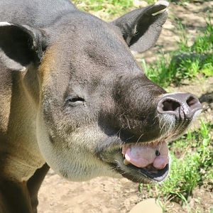 Baird's Tapir (Tapirus bairdii)