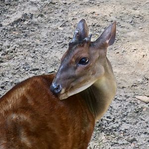 Central American Red Brocket (Mazama temama)